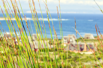 Close up of green reet grass moving in the wind with the ocean and thatched roof cottages in the background at Still Bay, South Africa.