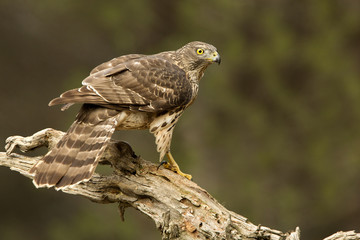 Young male of Northern goshawk, Accipiter gentilis