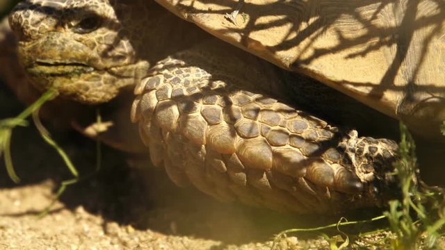 Wild Desert Tortoise Closeup Gopherus Agassizii Mojave California
