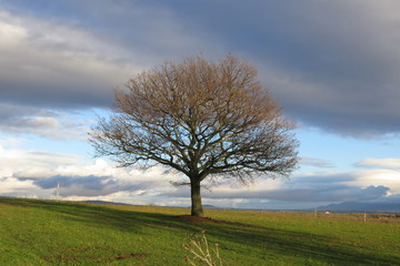 Obraz premium campagna