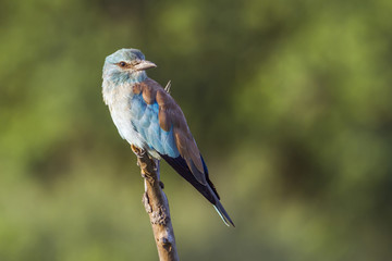 European Roller in Kruger National park, South Africa