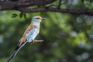 European Roller in Kruger National park, South Africa