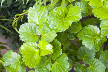 Heartleaf philodendron climbing (Philodendron scandens)