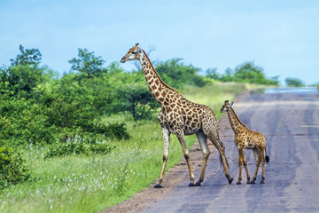 Giraffe in Kruger National park, South Africa