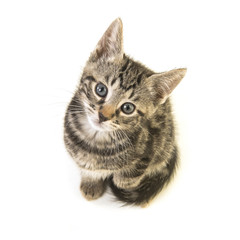 Cute tabby young cat looking up seen from a high angle view
