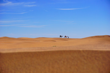 Zagora desert, Camel ride, Sahara, Morocco, Africa