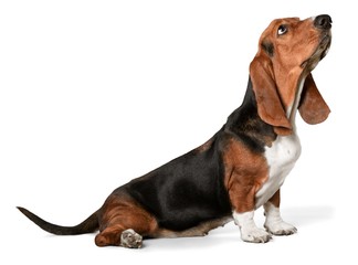 Basset Hound