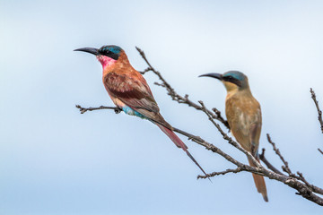Southern Carmine Bee-eater in Kruger National park, South Africa