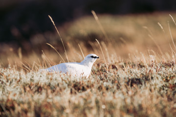 Birdlife | Island