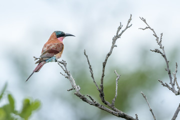 Southern Carmine Bee-eater in Kruger National park, South Africa