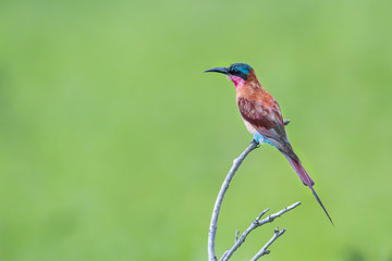 Southern Carmine Bee-eater in Kruger National park, South Africa