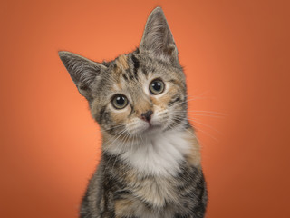 Portait of a young female cat looking at the camera on a orange background