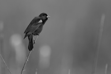 red winged blackbird