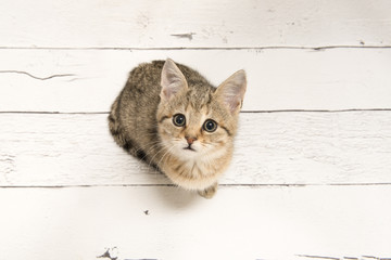 Cute tabby young cat looking up seen from a high angle view on a white wooden background