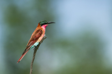 Southern Carmine Bee-eater in Kruger National park, South Africa