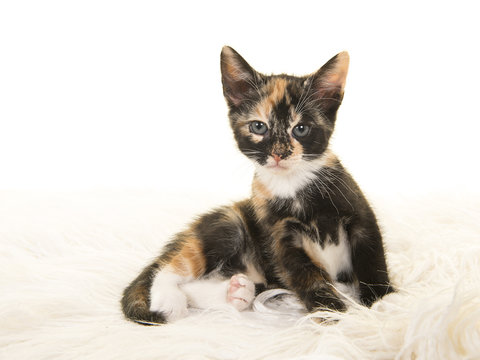 Cute tortoiseshell baby cat lying down and looking up on a white fur blanket on a white bakcground