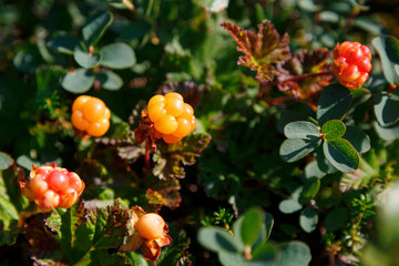 Cloudberry grows in the forest. North Karelia.