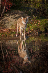 Obraz na płótnie Canvas Coyote (Canis latrans) Licks Nose with Reflection
