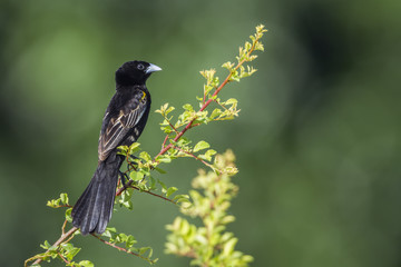 White winged Widowbird in Kruger National park, South Africa