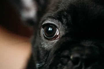 Rolgordijnen Close Up Eye Of Young Black French Bulldog Dog Puppy. Funny Dog © Grigory Bruev