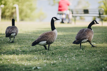 Fototapeta premium Three Geese Walking Away in Green Grass of Park