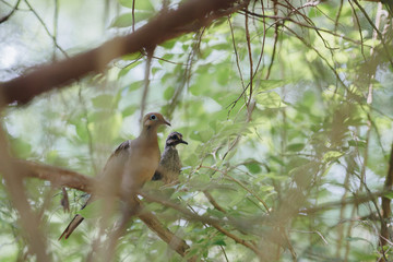 Pair of Doves Sitting on Branch of a Tree