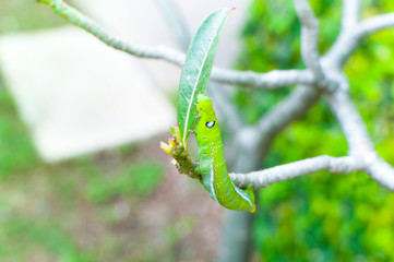 Caterpillar worm eating leaves nature in the garden