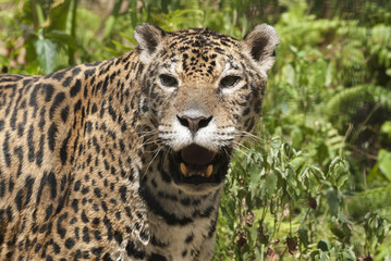 Close-up view of a Jaguar, Panthera onca in Hong Kong