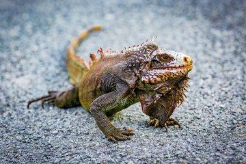 An iguana among the streets of St. Thomas Virgin Islands