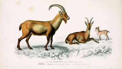 Illustration of a wild goat