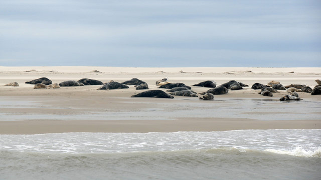 Branco di foche sulla spiaggia del mare del Nord