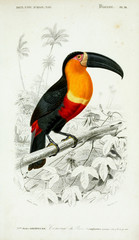 Illustration of bird.
