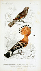 Illustration of bird.