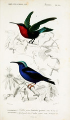 Illustration of bird.