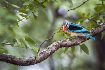 Woodland kingfisher in Kruger National park, South Africa