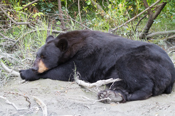 Alaskan Black Bear 