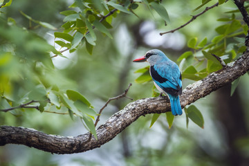 Woodland kingfisher in Kruger National park, South Africa