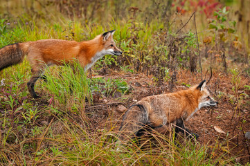 Two Red Fox (Vulpes vulpes) Move Right