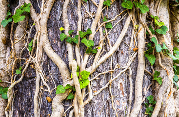 Beautiful tree texture / background with a green leaves 