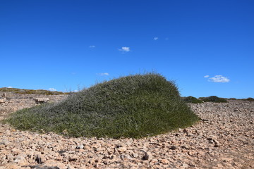 Pflanzenbewuchs auf kargem Untergrund beim Cap de Barbaria auf Formentera