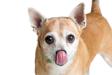Closeup Chihuahua Dog Licking Lips