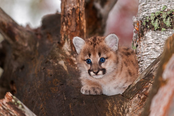 Female Cougar Kitten (Puma concolor) Sits Relaxed in Tree