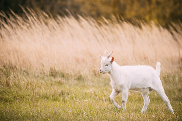 Obraz na płótnie Canvas Kid Goat Grazes In Spring Grass. Farm Baby Animals