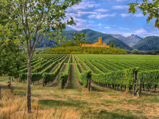 Vineyard in Tuscany, Italy - obrazy, fototapety, plakaty