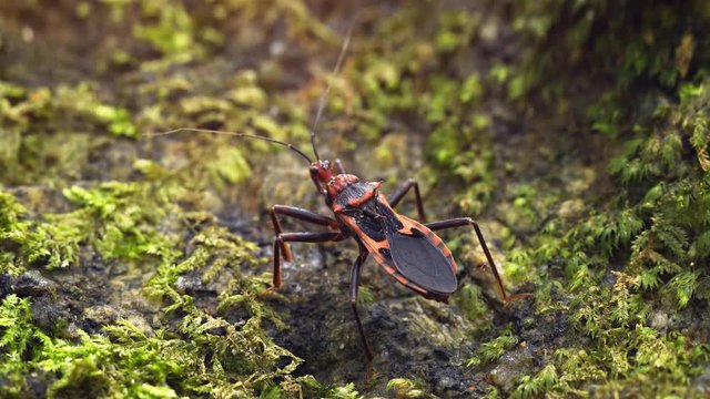 Red-black Heteroptera close up. Thailand