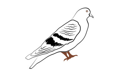 Dove vector illustration
