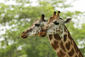 Two giraffes under the rain safari auto park in Guatemala. Giraffa camelopardalis