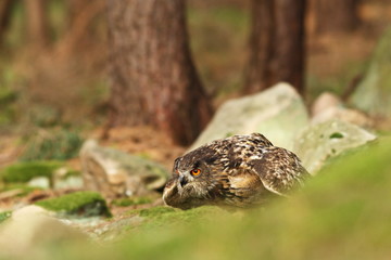 Owl is spread almost throughout Europe. Bubo bubo. Owl in the wild. Czech nature. Highlands. Autumn nature of Czech. Bird.