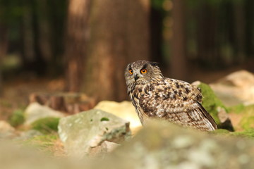 Owl is spread almost throughout Europe. Bubo bubo. Owl in the wild. Czech nature. Highlands. Autumn nature of Czech. Bird.