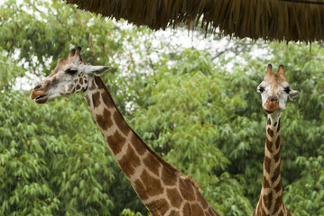 Two giraffes under the rain safari auto park in Guatemala. Giraffa camelopardalis